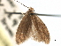  ( - CCDB-22939-F09)  @11 [ ] CreativeCommons - Attribution (2014) CBG Photography Group Centre for Biodiversity Genomics