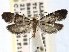  (Lampronia russatella - CCDB-22939-H06)  @14 [ ] CreativeCommons - Attribution (2014) CBG Photography Group Centre for Biodiversity Genomics