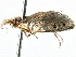  (Sabatinca calliarcha - CCDB-22946-B02)  @13 [ ] CreativeCommons - Attribution (2014) CBG Photography Group Centre for Biodiversity Genomics