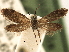  ( - CCDB-22946-D01)  @11 [ ] CreativeCommons - Attribution (2014) CBG Photography Group Centre for Biodiversity Genomics