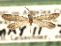  ( - CCDB-22946-D02)  @11 [ ] CreativeCommons - Attribution (2014) CBG Photography Group Centre for Biodiversity Genomics