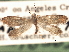  ( - CCDB-22946-D06)  @11 [ ] CreativeCommons - Attribution (2014) CBG Photography Group Centre for Biodiversity Genomics