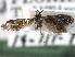  ( - CCDB-22946-E02)  @11 [ ] CreativeCommons - Attribution (2014) CBG Photography Group Centre for Biodiversity Genomics