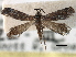  ( - CCDB-22946-E03)  @11 [ ] CreativeCommons - Attribution (2014) CBG Photography Group Centre for Biodiversity Genomics