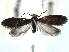  ( - CCDB-22946-F11)  @11 [ ] CreativeCommons - Attribution (2014) CBG Photography Group Centre for Biodiversity Genomics