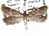  ( - CCDB-22946-G05)  @11 [ ] CreativeCommons - Attribution (2014) CBG Photography Group Centre for Biodiversity Genomics