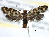 (Prodoxus intricatus - CCDB-22949-A01)  @14 [ ] CreativeCommons - Attribution (2014) CBG Photography Group Centre for Biodiversity Genomics