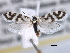  (Prodoxus mapimiensis - CCDB-22949-A10)  @14 [ ] CreativeCommons - Attribution (2014) CBG Photography Group Centre for Biodiversity Genomics