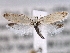  ( - CCDB-22949-A11)  @14 [ ] CreativeCommons - Attribution (2014) CBG Photography Group Centre for Biodiversity Genomics