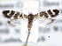  ( - CCDB-22949-B06)  @12 [ ] CreativeCommons - Attribution (2014) CBG Photography Group Centre for Biodiversity Genomics