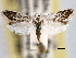  ( - CCDB-22949-B07)  @11 [ ] CreativeCommons - Attribution (2014) CBG Photography Group Centre for Biodiversity Genomics