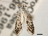  (Prodoxus pulverulentus - CCDB-22949-B10)  @13 [ ] CreativeCommons - Attribution (2014) CBG Photography Group Centre for Biodiversity Genomics