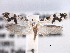  (Prodoxus sonorensis - CCDB-22949-B12)  @13 [ ] CreativeCommons - Attribution (2014) CBG Photography Group Centre for Biodiversity Genomics