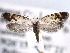  ( - CCDB-22949-C06)  @14 [ ] CreativeCommons - Attribution (2014) CBG Photography Group Centre for Biodiversity Genomics
