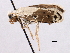  (Tegeticula maculata maculata - CCDB-22949-F11)  @12 [ ] CreativeCommons - Attribution (2014) CBG Photography Group Centre for Biodiversity Genomics