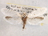  ( - CCDB-22949-G02)  @13 [ ] CreativeCommons - Attribution (2014) CBG Photography Group Centre for Biodiversity Genomics