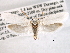  ( - CCDB-22949-G08)  @11 [ ] CreativeCommons - Attribution (2014) CBG Photography Group Centre for Biodiversity Genomics