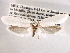  ( - CCDB-22949-G09)  @11 [ ] CreativeCommons - Attribution (2014) CBG Photography Group Centre for Biodiversity Genomics