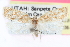  ( - CCDB-24281-F01)  @14 [ ] CreativeCommons - Attribution (2015) CBG Photography Group Centre for Biodiversity Genomics