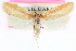  ( - CCDB-24281-F03)  @11 [ ] CreativeCommons - Attribution (2015) CBG Photography Group Centre for Biodiversity Genomics