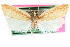  ( - CCDB-24281-F05)  @11 [ ] CreativeCommons - Attribution (2015) CBG Photography Group Centre for Biodiversity Genomics