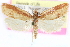  ( - CCDB-24281-F06)  @11 [ ] CreativeCommons - Attribution (2015) CBG Photography Group Centre for Biodiversity Genomics