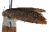  ( - CCDB-24282-B04)  @11 [ ] CreativeCommons - Attribution (2015) CBG Photography Group Centre for Biodiversity Genomics