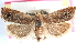  ( - CCDB-24282-B05)  @11 [ ] CreativeCommons - Attribution (2015) CBG Photography Group Centre for Biodiversity Genomics