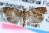  ( - CCDB-24282-B10)  @11 [ ] CreativeCommons - Attribution (2015) CBG Photography Group Centre for Biodiversity Genomics