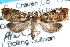  ( - CCDB-24282-B12)  @11 [ ] CreativeCommons - Attribution (2015) CBG Photography Group Centre for Biodiversity Genomics