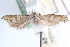  ( - CCDB-24282-C07)  @11 [ ] CreativeCommons - Attribution (2015) CBG Photography Group Centre for Biodiversity Genomics
