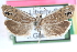  ( - CCDB-24282-E05)  @15 [ ] CreativeCommons - Attribution (2015) CBG Photography Group Centre for Biodiversity Genomics
