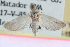  ( - CCDB-24282-F11)  @11 [ ] CreativeCommons - Attribution (2015) CBG Photography Group Centre for Biodiversity Genomics