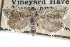  ( - CCDB-24282-F12)  @11 [ ] CreativeCommons - Attribution (2015) CBG Photography Group Centre for Biodiversity Genomics
