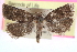  ( - CCDB-24282-G02)  @13 [ ] CreativeCommons - Attribution (2015) CBG Photography Group Centre for Biodiversity Genomics