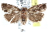  ( - CCDB-24282-G04)  @14 [ ] CreativeCommons - Attribution (2015) CBG Photography Group Centre for Biodiversity Genomics