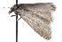 ( - CCDB-24282-G06)  @11 [ ] CreativeCommons - Attribution (2015) CBG Photography Group Centre for Biodiversity Genomics