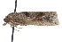  ( - CCDB-24282-H01)  @12 [ ] CreativeCommons - Attribution (2015) CBG Photography Group Centre for Biodiversity Genomics