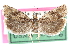  ( - CCDB-24282-H06)  @11 [ ] CreativeCommons - Attribution (2015) CBG Photography Group Centre for Biodiversity Genomics