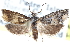  ( - CCDB-24283-A01)  @11 [ ] CreativeCommons - Attribution (2015) CBG Photography Group Centre for Biodiversity Genomics