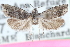  ( - CCDB-24283-A03)  @11 [ ] CreativeCommons - Attribution (2015) CBG Photography Group Centre for Biodiversity Genomics