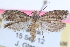  (Epiblema exacerbatricana - CCDB-24283-A06)  @14 [ ] CreativeCommons - Attribution (2015) CBG Photography Group Centre for Biodiversity Genomics