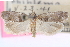  ( - CCDB-24283-A08)  @11 [ ] CreativeCommons - Attribution (2015) CBG Photography Group Centre for Biodiversity Genomics