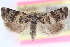  ( - CCDB-24283-B03)  @11 [ ] CreativeCommons - Attribution (2015) CBG Photography Group Centre for Biodiversity Genomics