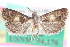  ( - CCDB-24283-B06)  @11 [ ] CreativeCommons - Attribution (2015) CBG Photography Group Centre for Biodiversity Genomics