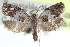  ( - CCDB-24283-C06)  @11 [ ] CreativeCommons - Attribution (2015) CBG Photography Group Centre for Biodiversity Genomics