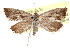  ( - CCDB-24283-D08)  @11 [ ] CreativeCommons - Attribution (2015) CBG Photography Group Centre for Biodiversity Genomics