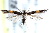  (Cosmopterix druryella - CCDB-24283-F08)  @14 [ ] CreativeCommons - Attribution (2015) CBG Photography Group Centre for Biodiversity Genomics