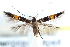  (Cosmopterix phyladelphella - CCDB-24283-F10)  @14 [ ] CreativeCommons - Attribution (2015) CBG Photography Group Centre for Biodiversity Genomics