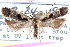  (Dichomeris setosella - CCDB-24283-H06)  @15 [ ] CreativeCommons - Attribution (2015) CBG Photography Group Centre for Biodiversity Genomics